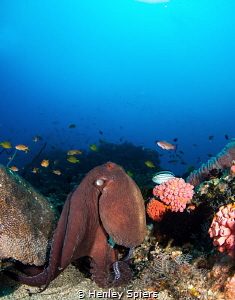 Octopus wanders around the fishy, healthy reef at Apo isl... by Henley Spiers 